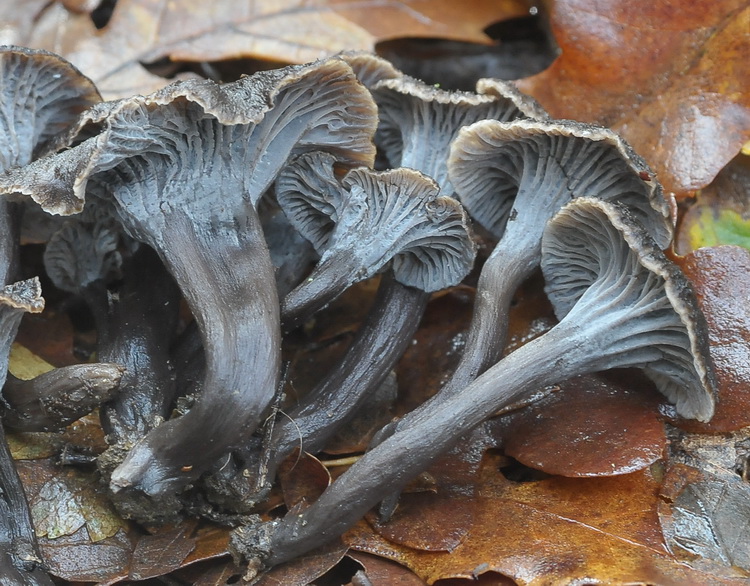 Craterellus cornucopioides fotog.il 14.12.2010.